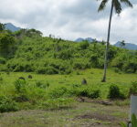 agroforestry project 09